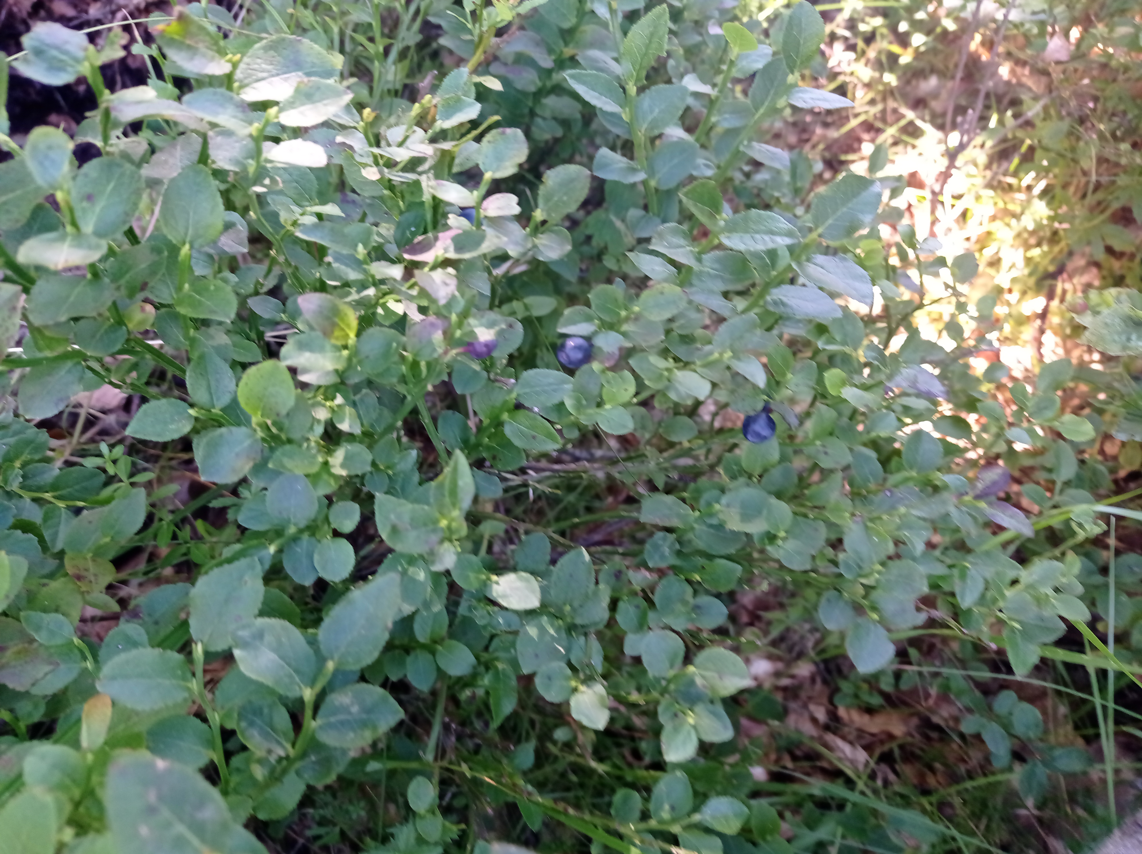 Une journée au Somport